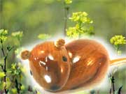 ふかや緑の王国「第18回春まつり」